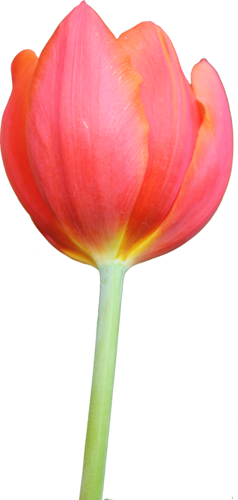 Vintage Tulip PNG Plant Free photo Download