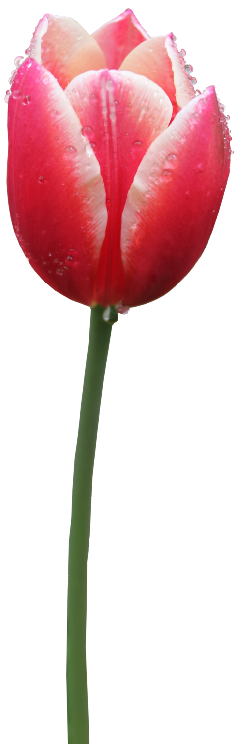 Red Tulip Bouquet PNG Image for free Download