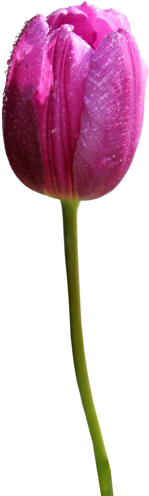 Pink Tulip PNG Flower image On Free Download