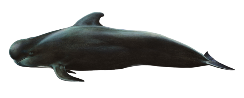 Globicephala macrorhynchus png photo free download
