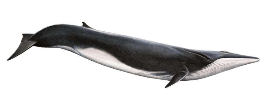 Whale png free fish downoad