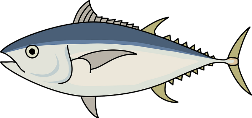 Vector Tuna PNG Download Free
