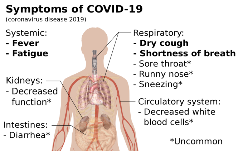 Human Body on Coronavirus PNG Stock Picture Download