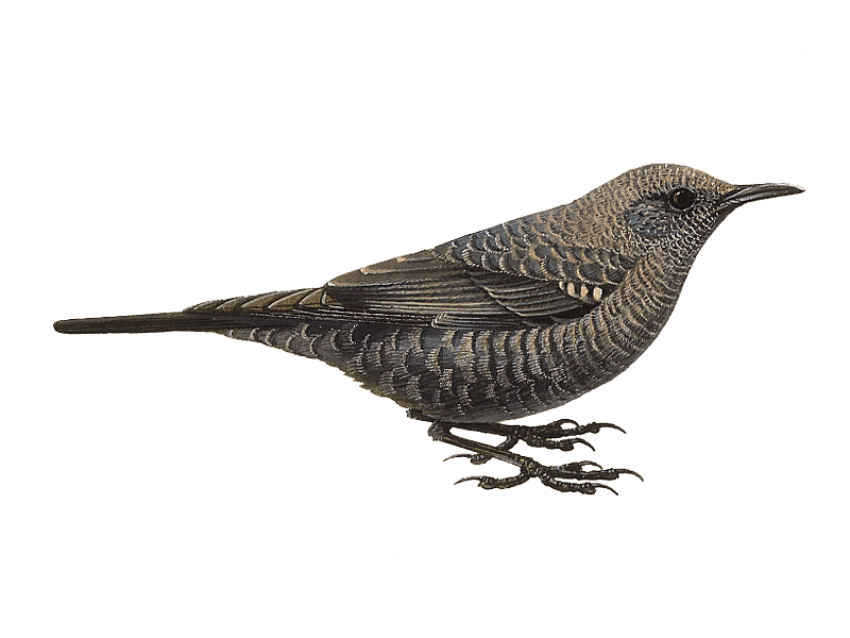 Thrush PNG Clipart PSD Image Free Download