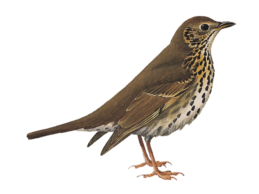 Nightingale Thrush PNG Photo on Transparent