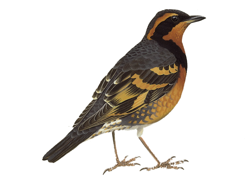 Cute Bird Song Thrush PNG Photo