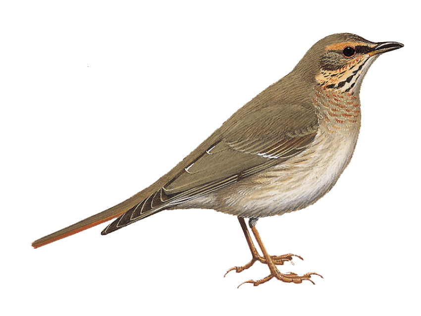 Thrush Bird Flying PNG Image