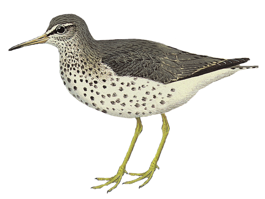 Sandpiper PNG Isolated Image free download