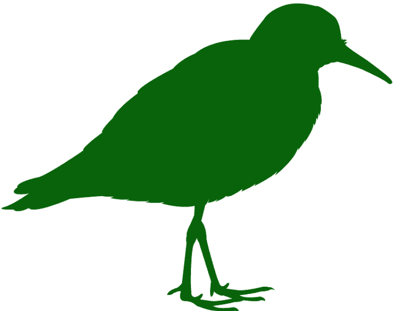 Green Sandpiper PNG Clipart Birds On Transparent