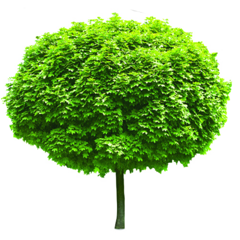 Download PNG Trees Plan for Photoshop Graphic Free Transparent