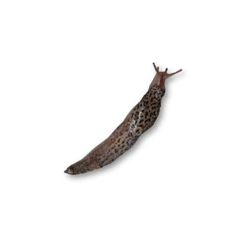 Isolated Animal Cool Slug PNG Image Transparent Free Download