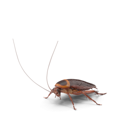 PSD Free Silhouette CockRoach PNG Photo Free Download