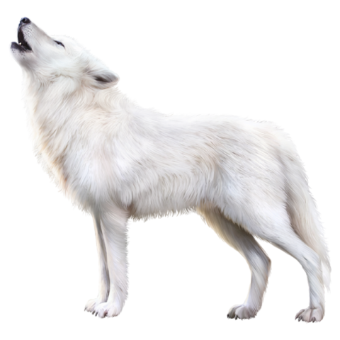 Arctic Fox PNG Transparent Image Picture Free Transparent