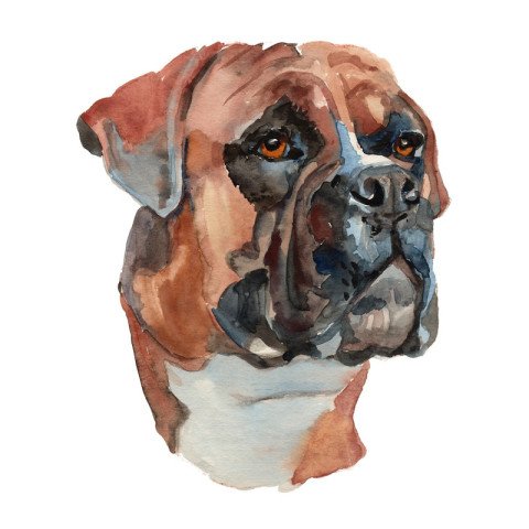German boxer dog