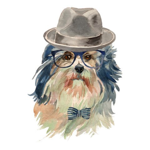 Lowchen, Little Lion Dog - DOG BREEDS