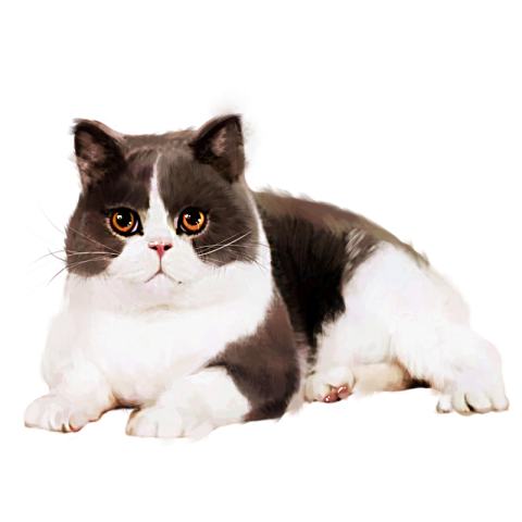 Russian blue cat fat cat Free PNG download