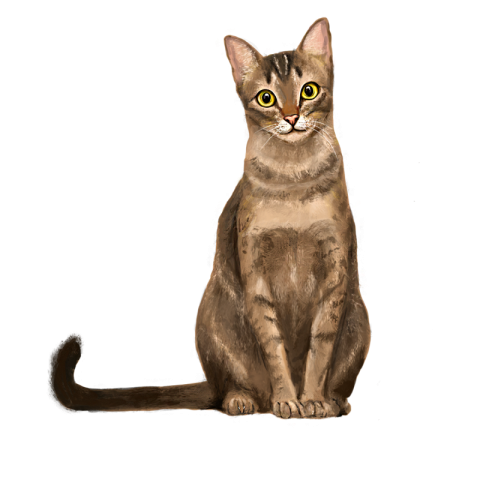 Yellow eye gentlemen and cats PNG Free Download