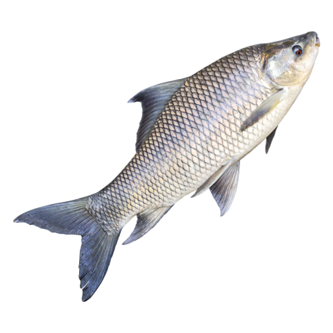 Rohu carp fish png Download