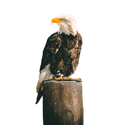 The majestic elements of eagle PNG Free Download (2)