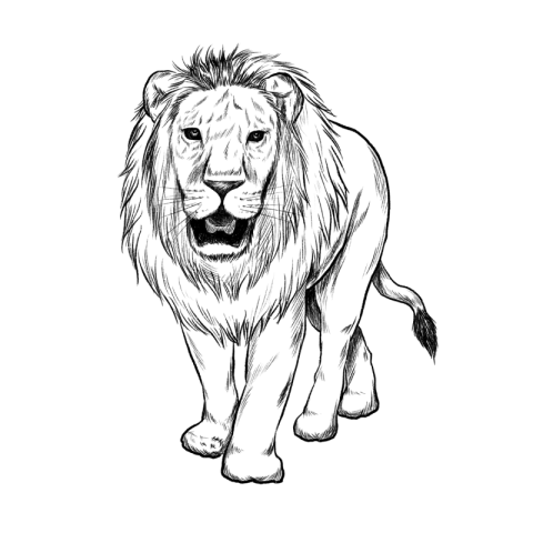 Lion black and white sketch PNG Free Download