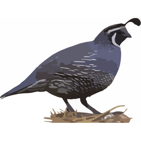 Beautiful Bird of Quail PNG Image