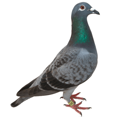 Rock Pigeon PNG Image Free Transparent