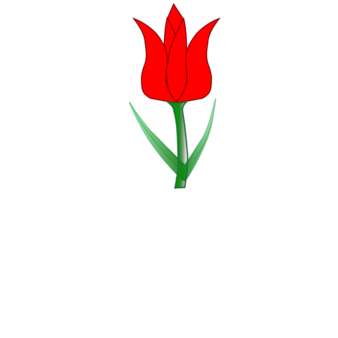 Mini Tulip PNG Draw on White Background