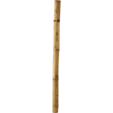 Single Bamboo PNG Free Photo Download