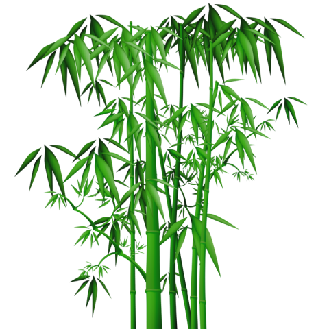 Bamboo Plant PNG Image On Free Download