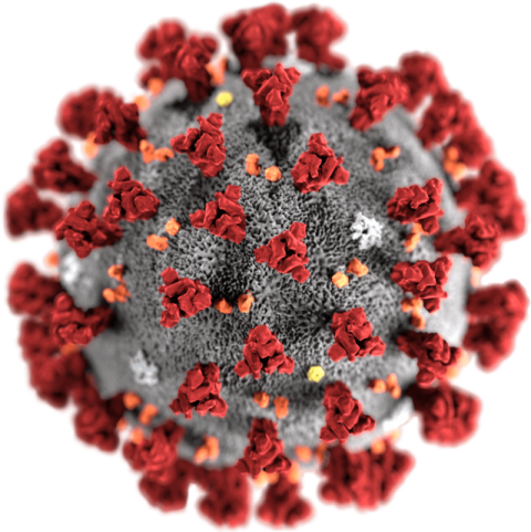Coronavirus PNG Image On Free Download
