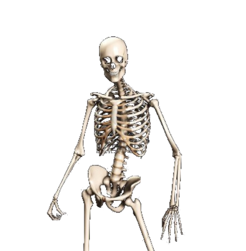 Male Skeleton PNG Image Download Free