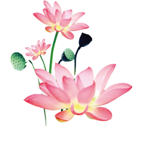 Isoke Lotus PNG Flower On Wallpaper Design