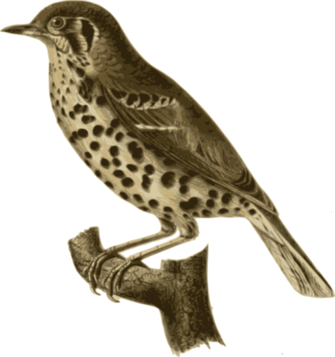 Wood Thrush flying  PNG Transparent Photo
