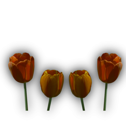 Tulip Flower Nature icon On Illustration PNG Free Image