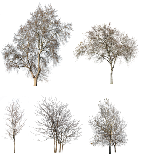 Shrub Winter PNG Tree Free Download