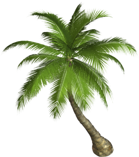 Animated Palm Tree PNG Free Photo Download