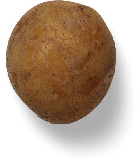 Fresh Potato,Yukon Gold Potato,HD Potato Photo Free Download PNG Image,Transparent Background