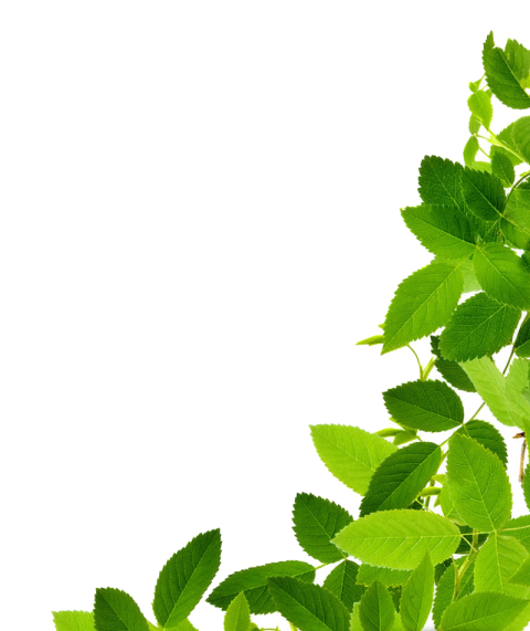 Green Leaves PNG Side Wall Design Free Download