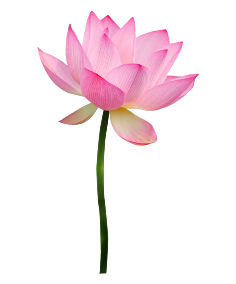 Cute Lotus flower with long tail PNG Picture