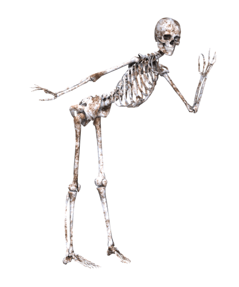 High Resolution Skeleton PNG Image On Free Download