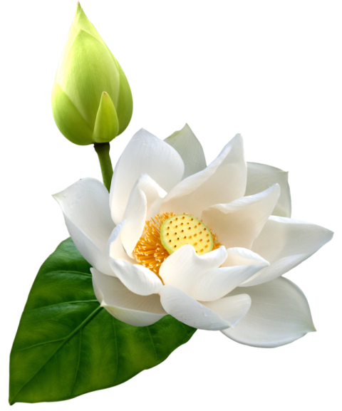 HD White Lotus Flower On green lily PNG Image