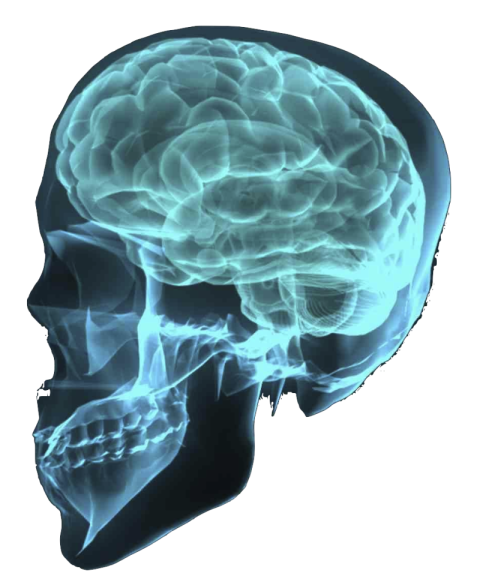 Skull X Ray PNG Image On Transparent Background