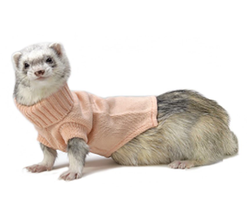 Free PNG image Weasal