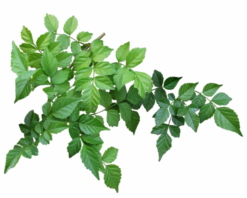 High Resolution Green Leaves PNG Image Free Download