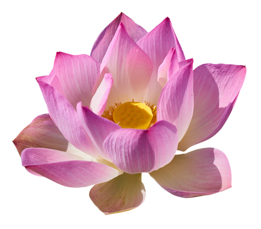 Clip Art Lotus PNG Template Picture