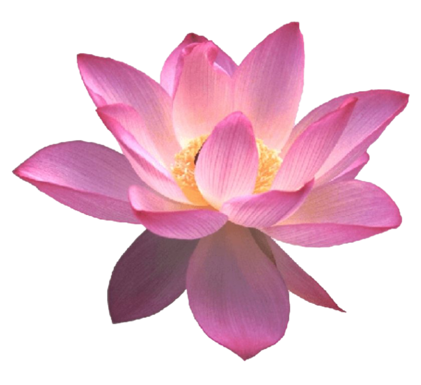 Glowing Lotus Flower PNG Picture Free Download