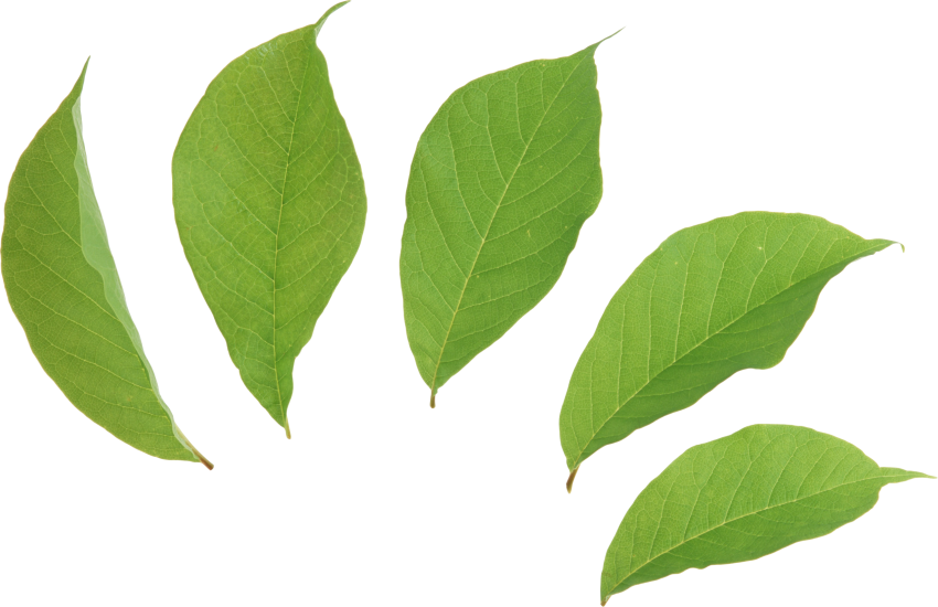 Transparent Background Green Leaves PNG Image