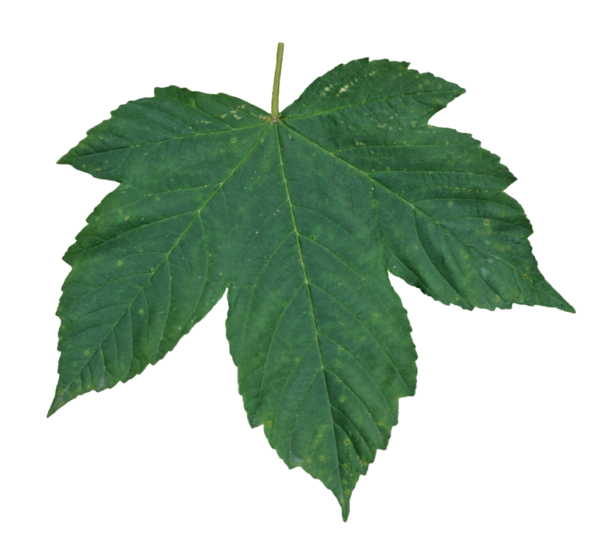 Green Leaves PNG istock Photo Plant Image