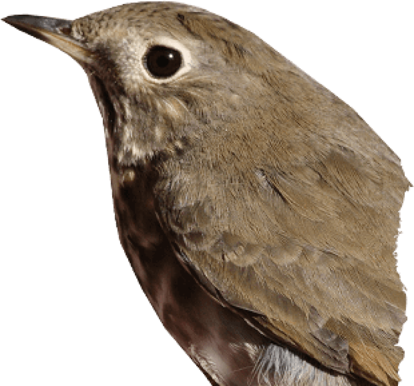 Thrush PNG Birds PNG Download