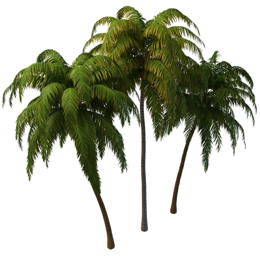High Resolution Palm Tree PNG Download Free
